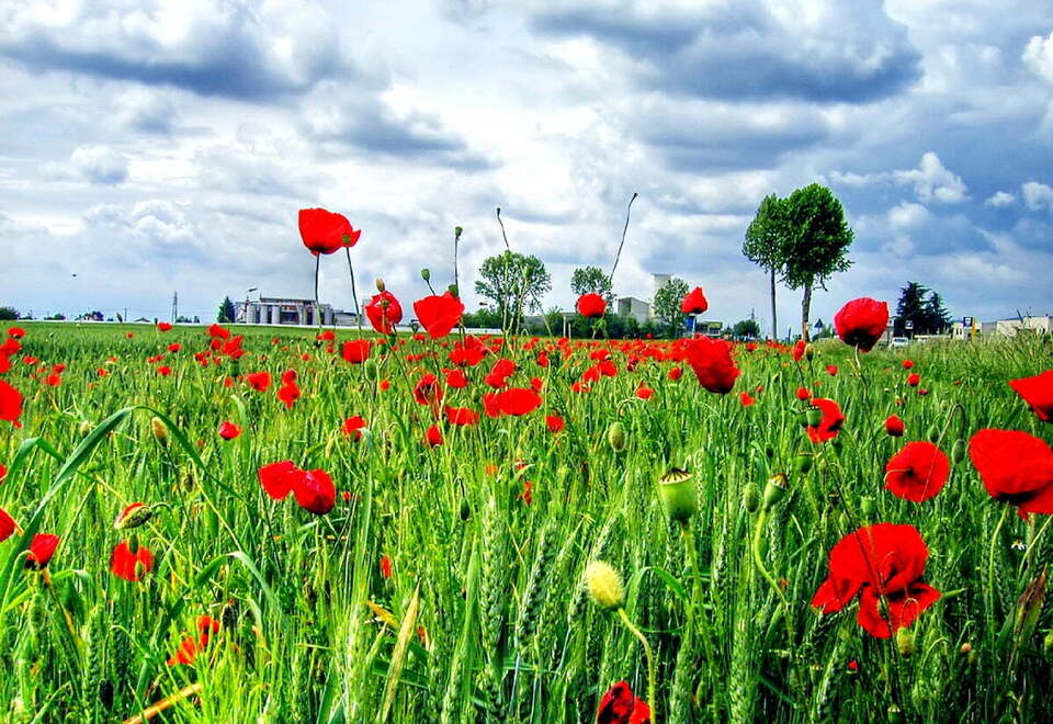 poppy-field-flowers-meadow-wallpaper