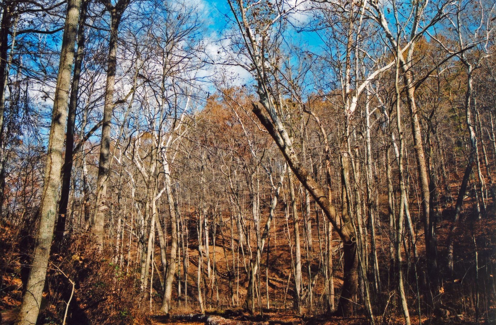Indiana forest in November