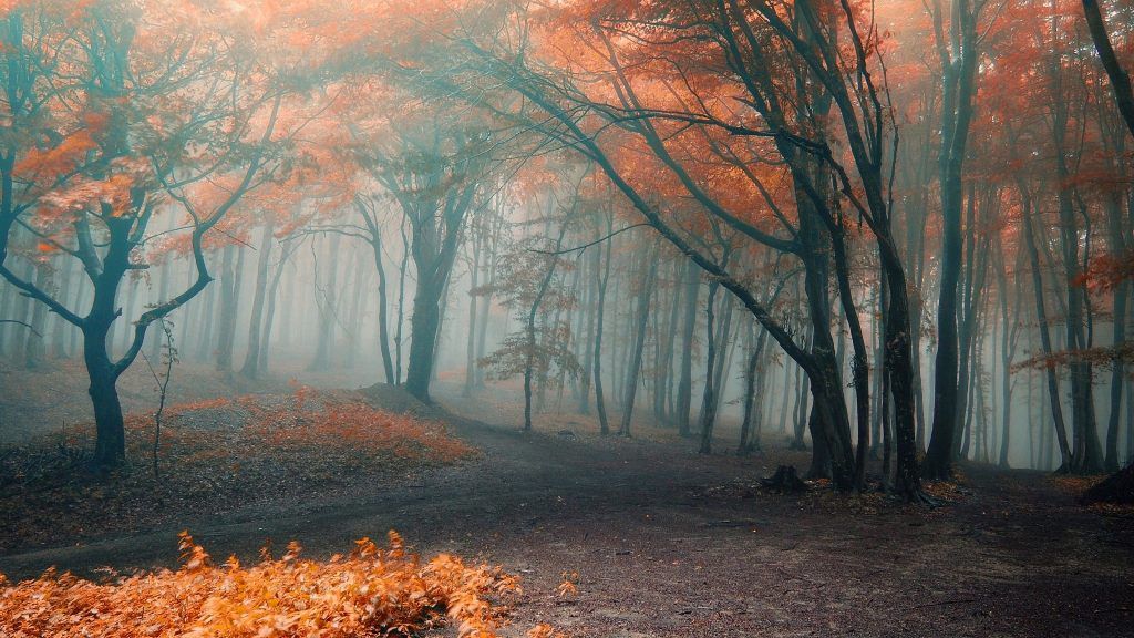 Orange Leaves Fog Autumn Forest Desktop Background Beautiful Nature