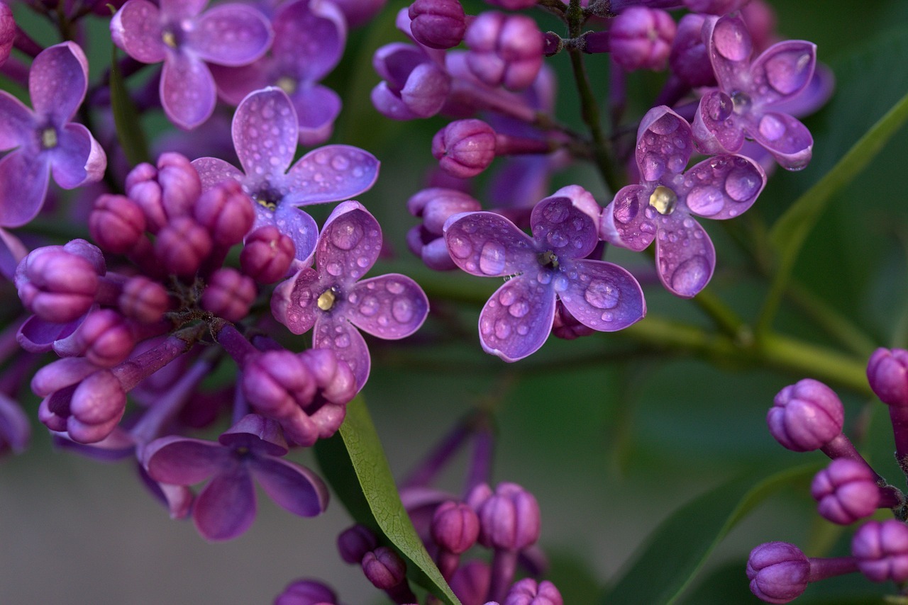 Lilac Flower Wet Mov Plant Spring Rain