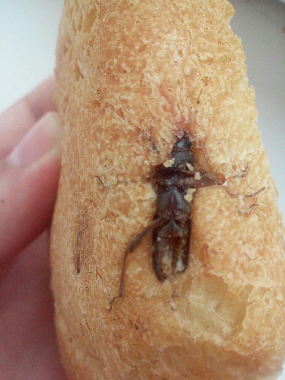 хліб-комаха