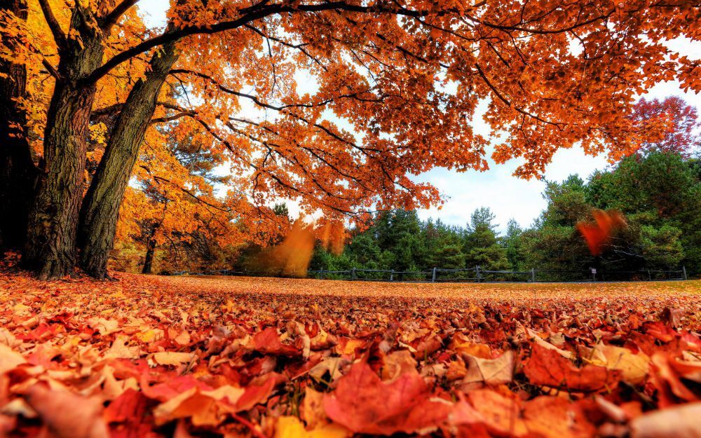 Autumn-Maple-Leaves