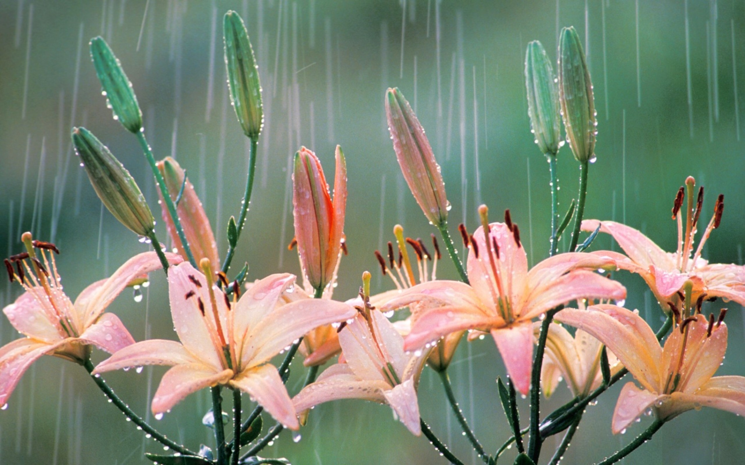 Flowers-Swift-Rain-HD-Wallpaper