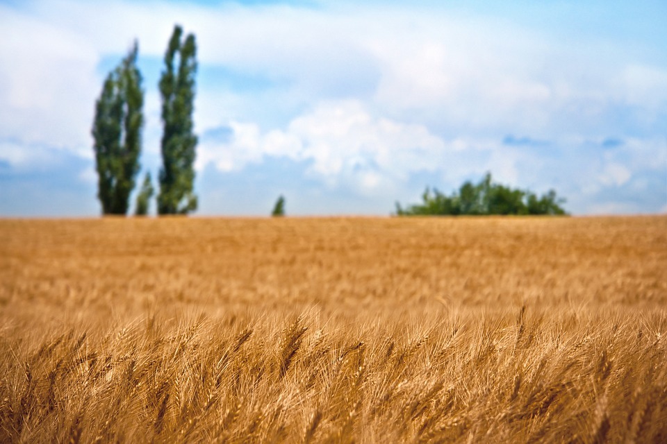 wheat-field-1205618_960_720