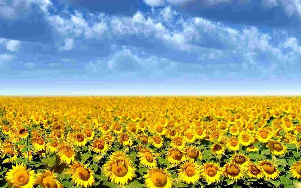 Beautiful_Sunflowers_Wallpapers_laba.ws