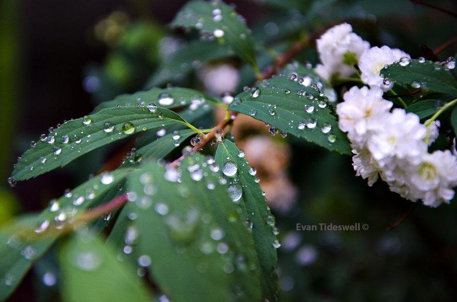 spring_rain_by_evanxethtideswell-d5f448s