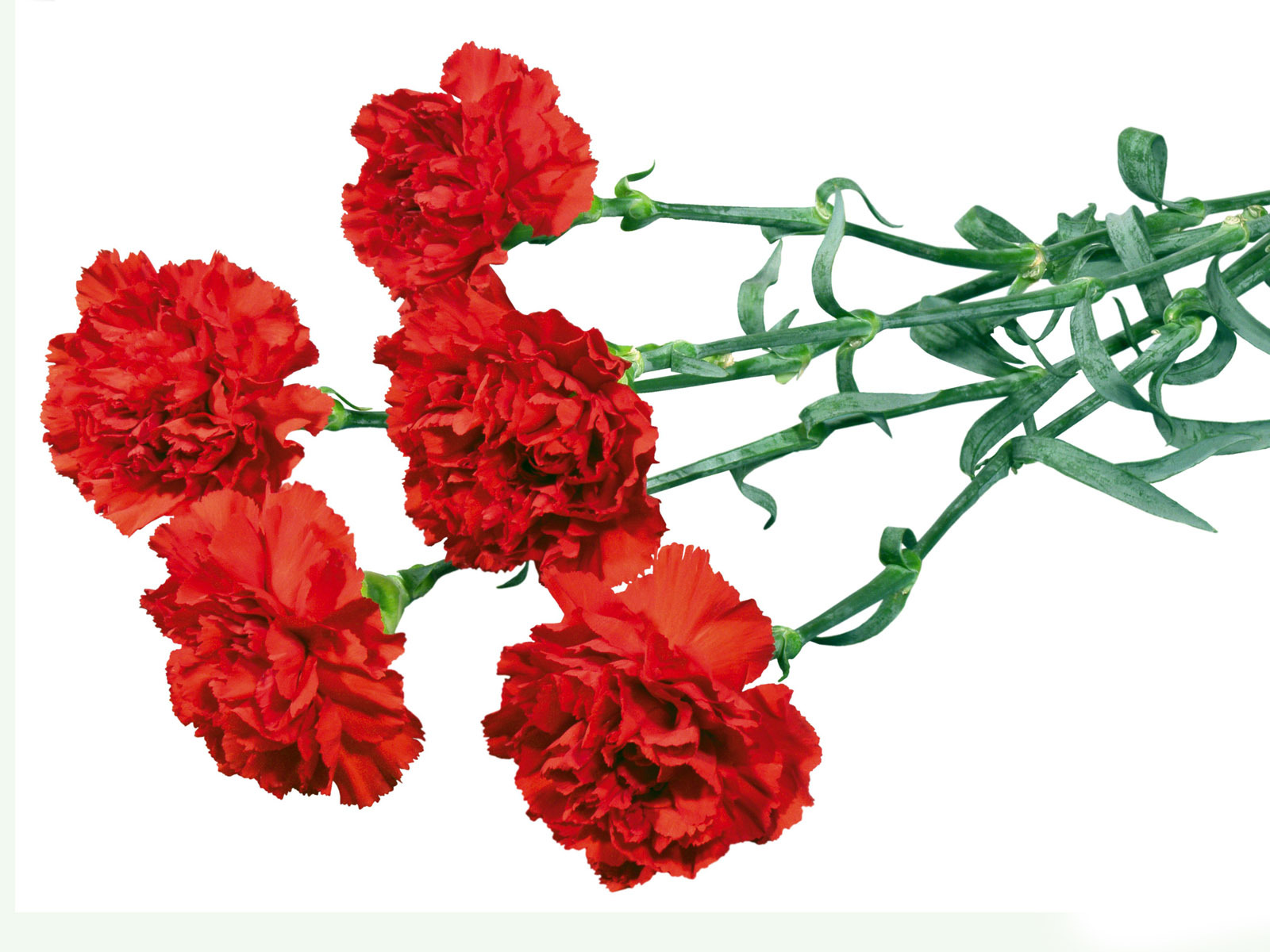red-carnations--flower-pictures