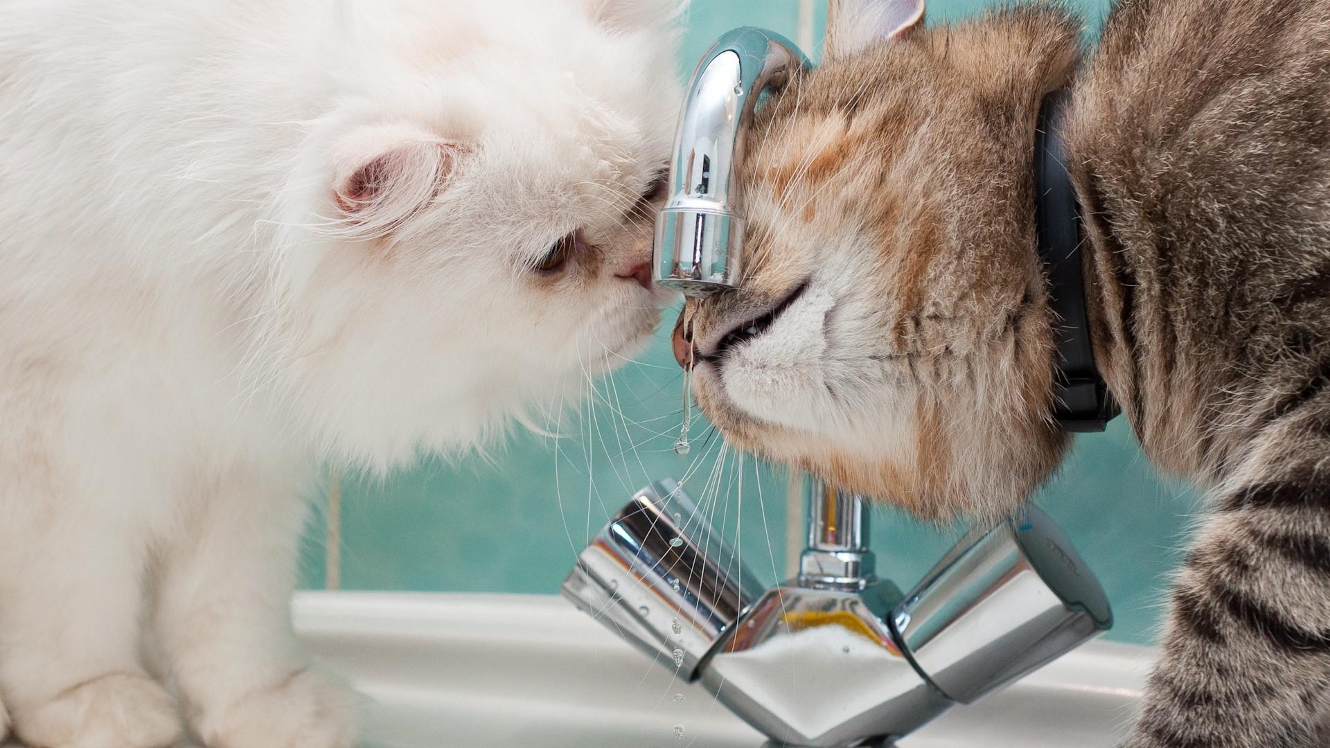 Animals___Cats_Two_cats_drink_water_from_the_tap_097771_