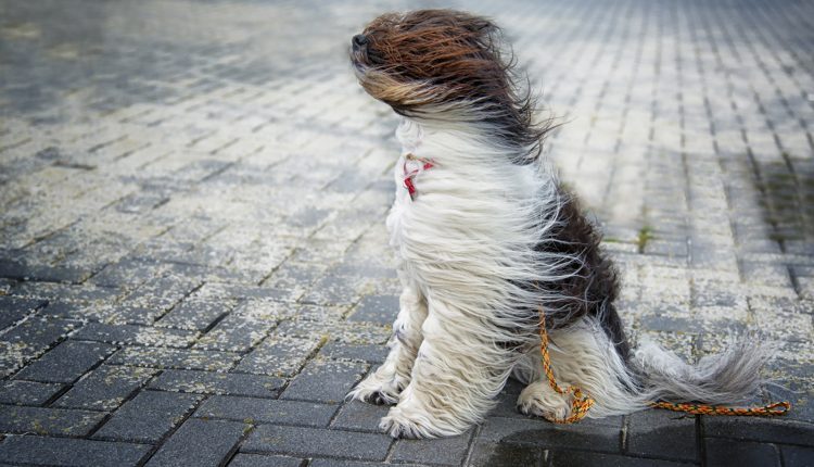 Dogs_Wind_Chinese_Crested_Sitting_530802_1920x1200-750x430