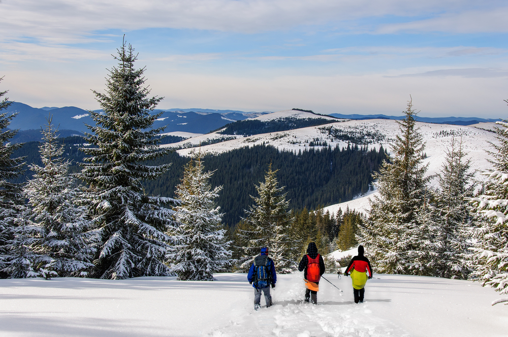 Three tourists in outdoors clothes is riding on wooden skis in beautiful snowy Carpathian mountains. Ukraine