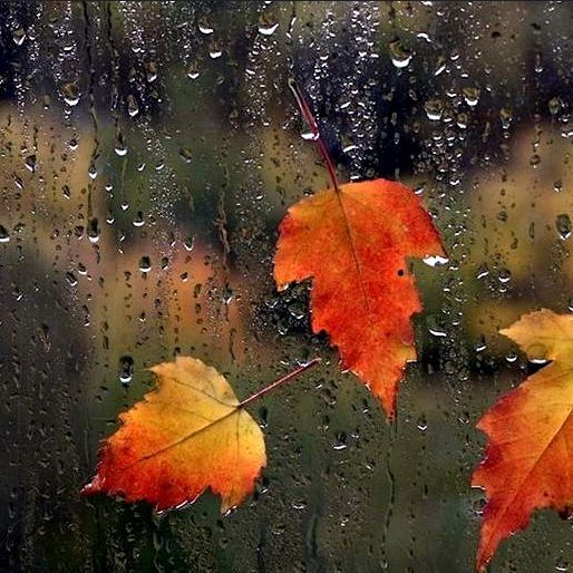 Natural-Autumn-Rain