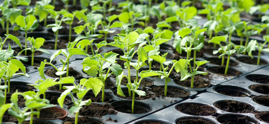 Organic vegetable seedlings
