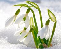 підсніжники