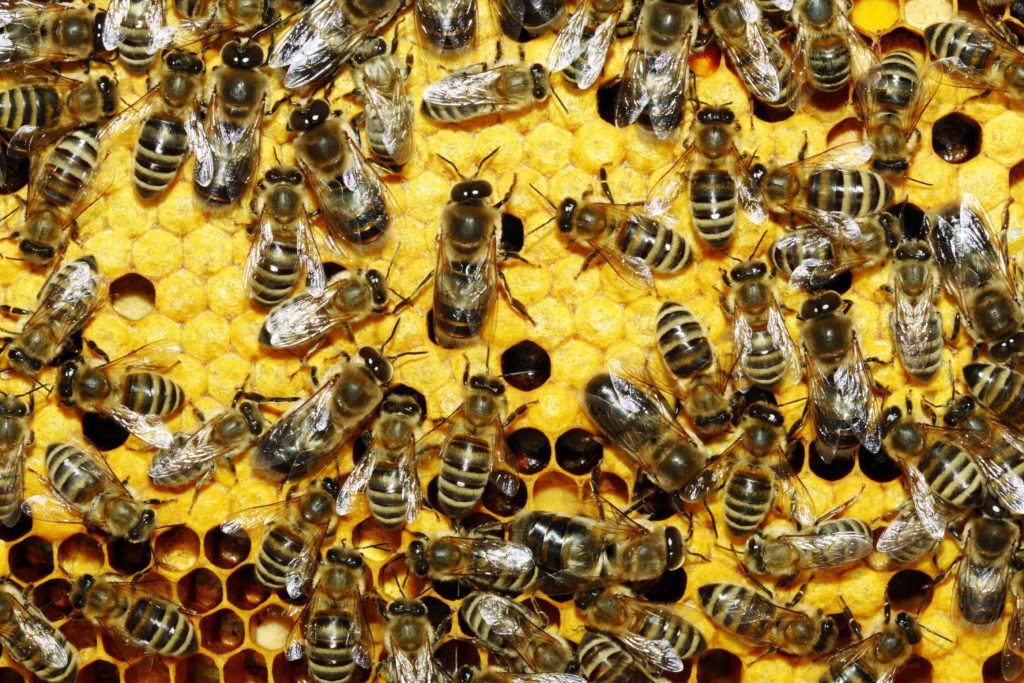заставка-бджоли