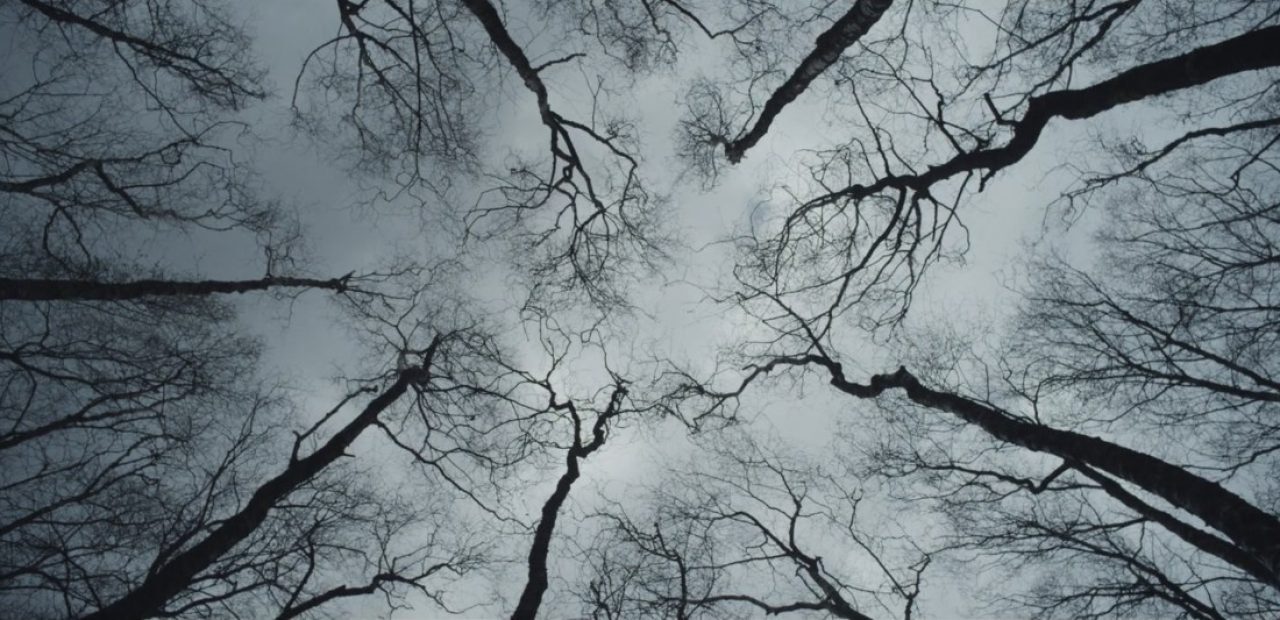 without_name_trees-1280x620