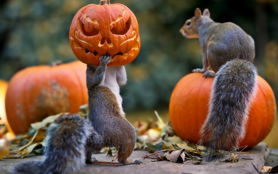halloween_squirrels_pumpkin_mask_97728_3840x2400