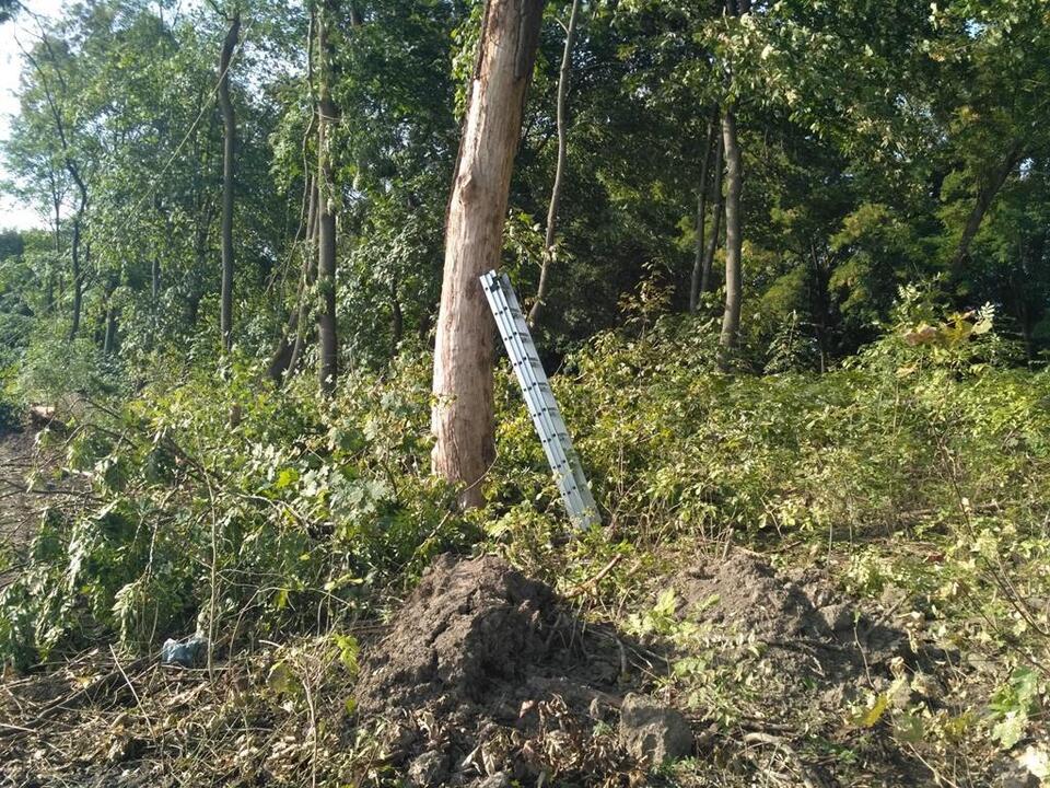 Pasted into У Тернопільській області вирубали дерев, завдавши шкоди на понад мільйон гривень