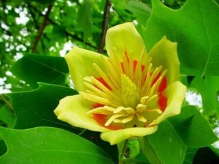 flower-liriodendron-tiulpanovii-tiulpanove-derevo-1.1000x800