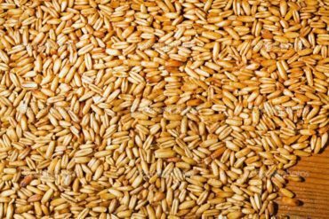 grains of oats. yields for crops in agriculture