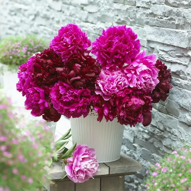 Paeonia Red Sarah Bernhardt, Paeonia Orient Jewel, Paeonia STH
