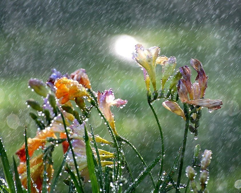 freesia-in-the-spring-rain-by-john-morgan-flickr-creative-commons