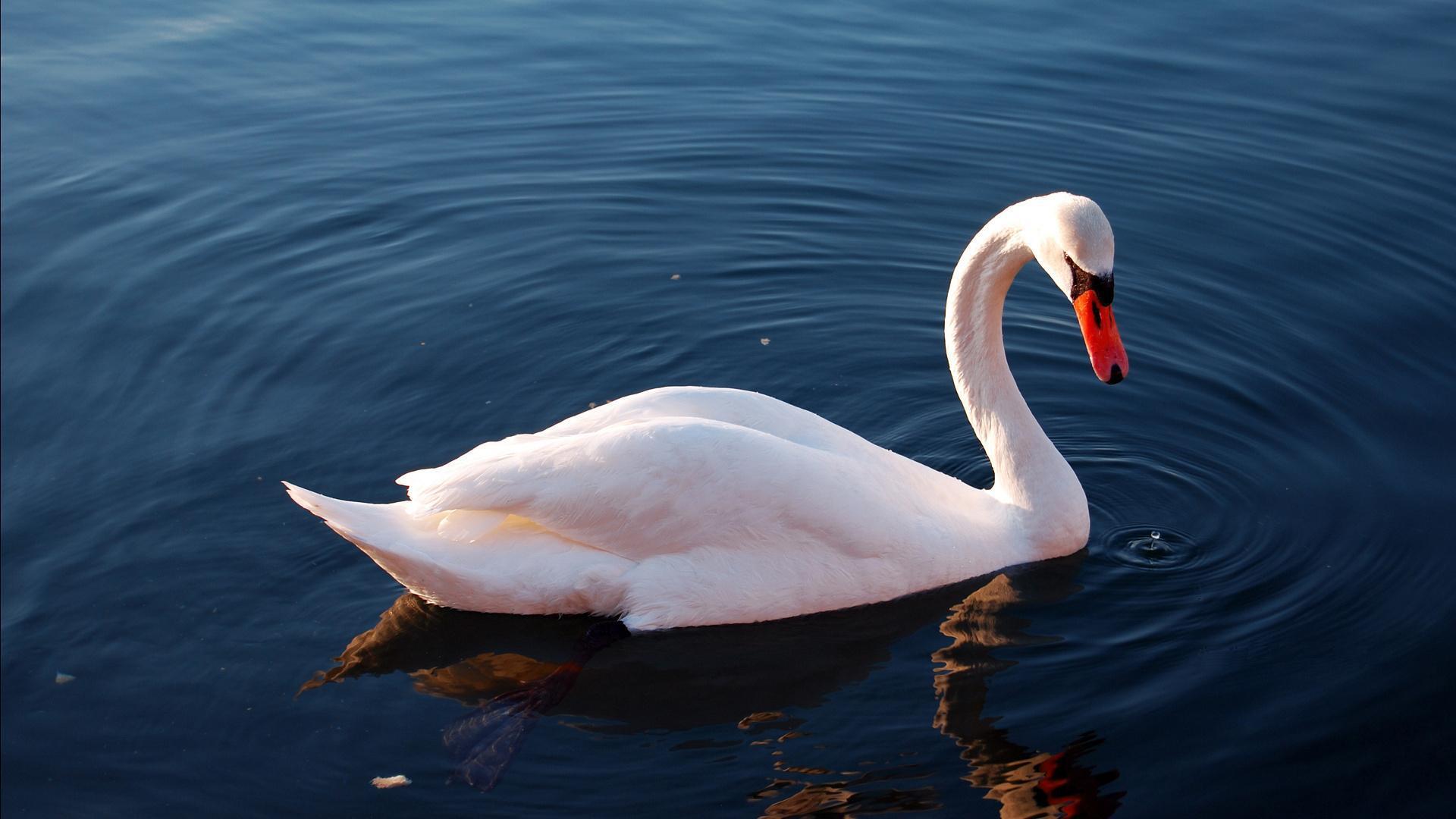 animals___birds_white_swan_on_the_lake_086416_