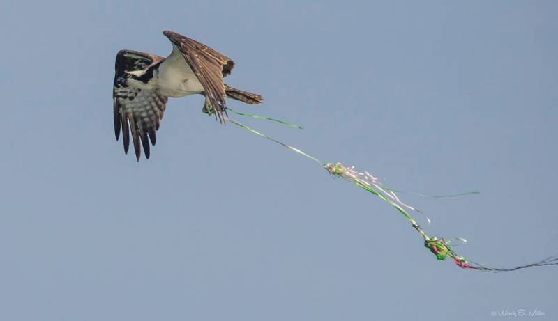 balloon-release-osprey-carrying-balloons-and-ribbon-800x461