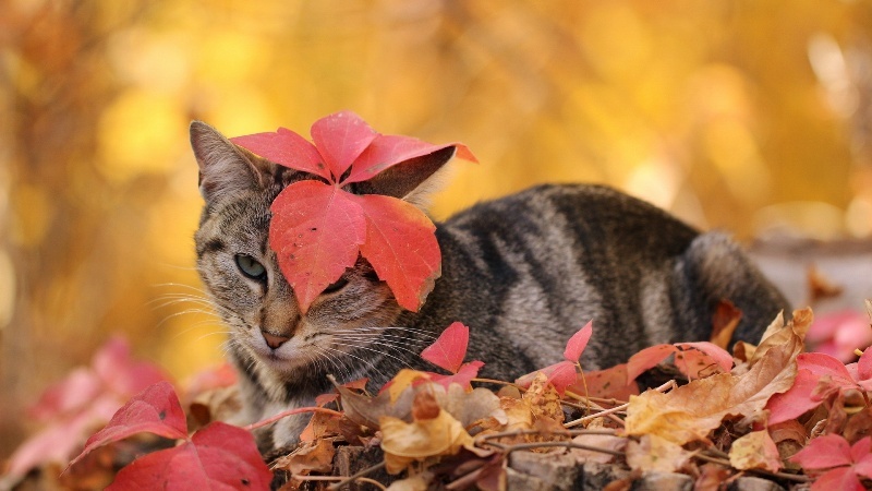 autumn-cat-wallpaper-9