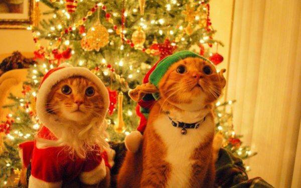 272469-cat-Christmas-fir-costumes-decorations-748x468-600x375