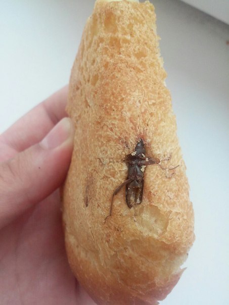 хліб-комаха2