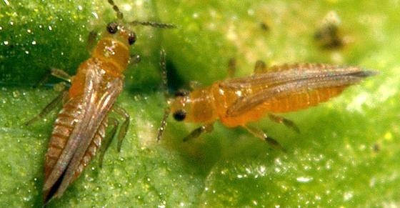 thrips_1_1 (Copy)