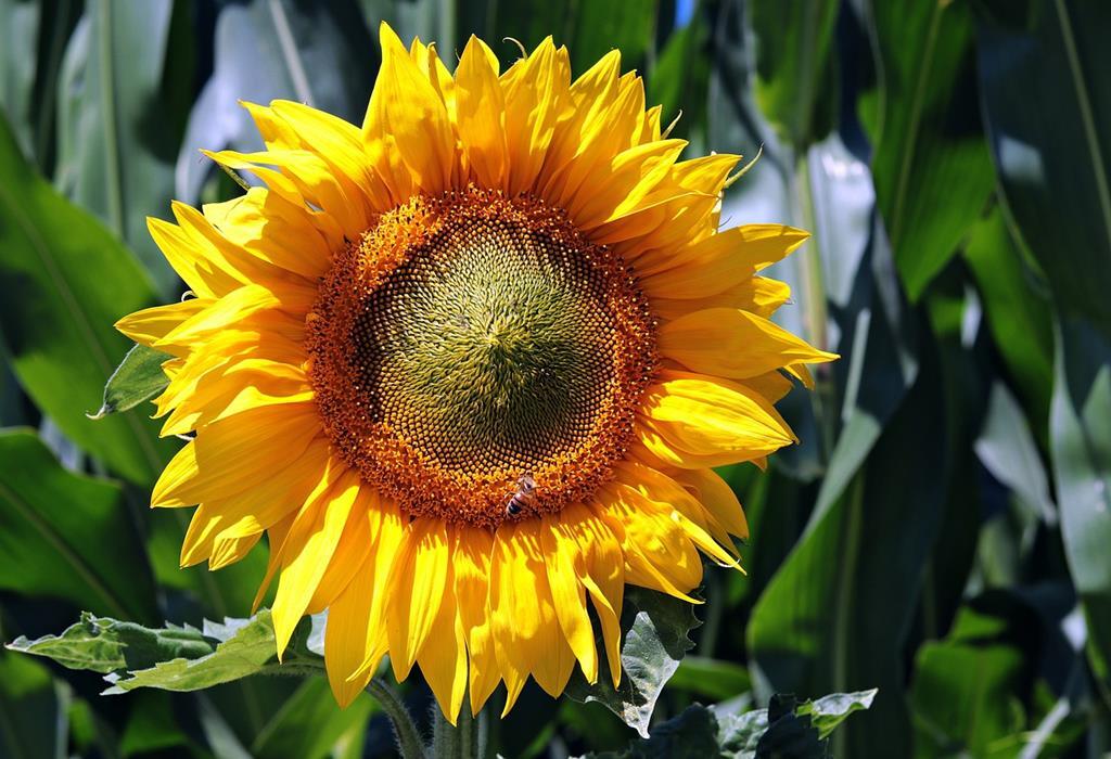 sun-flower-3540266_1280 (Copy)