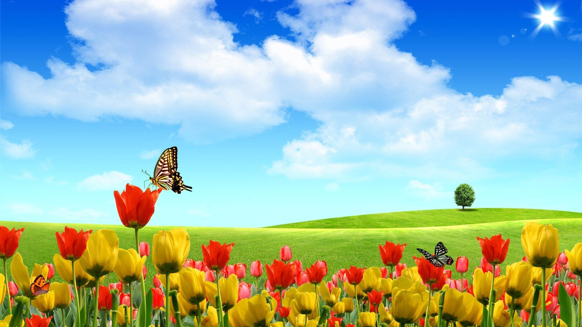 tulips_flowers_field_tree_sky_sun_clouds_butterflies_31239_1920x1080