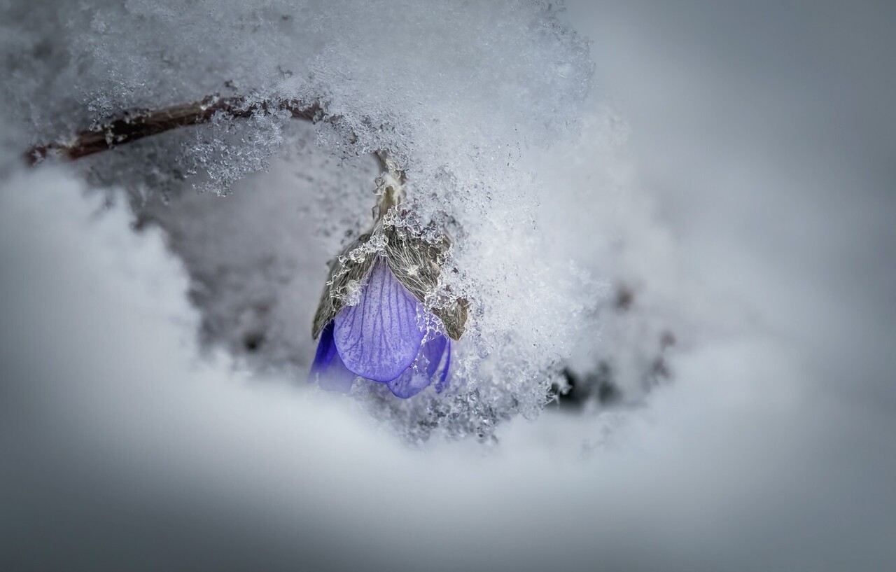 cvetok-sneg-vesna-priroda