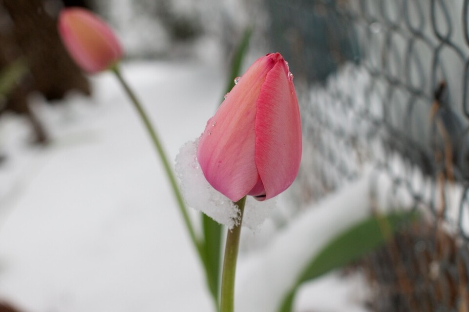 snow_tulip-787513