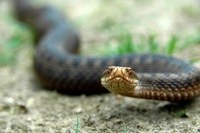 vipera_berus_main_naturalist_if_ua