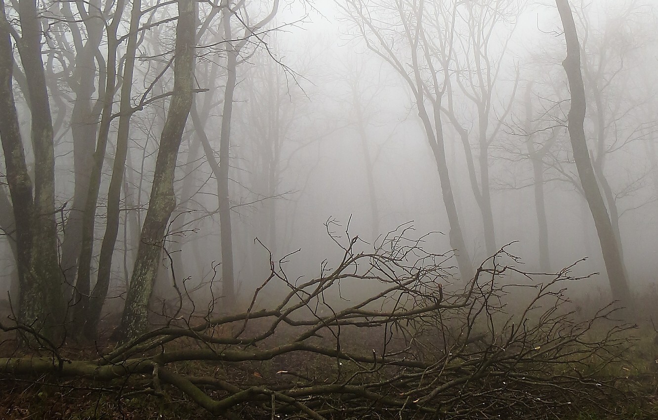 osen-tuman-les-autumn-fog