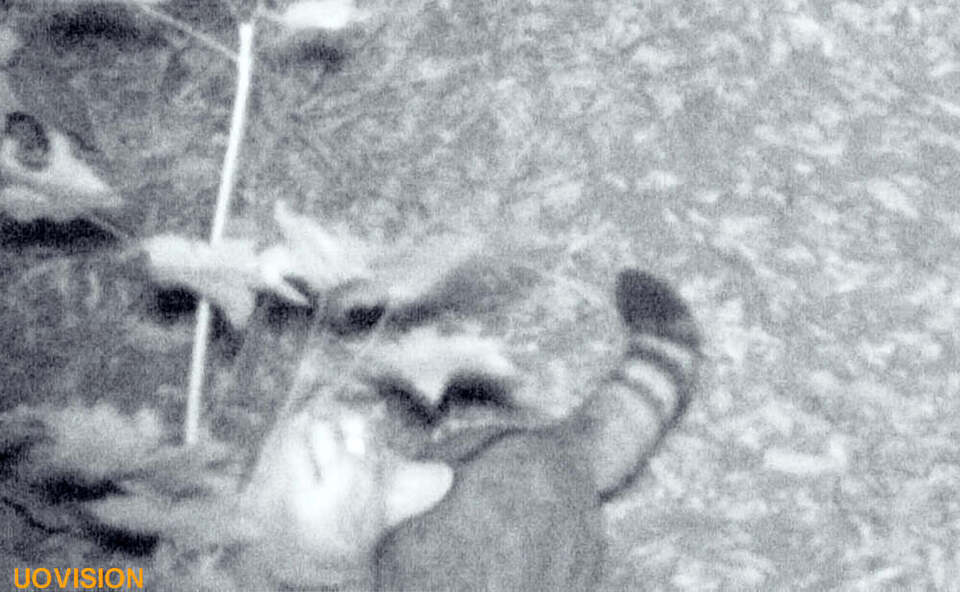 Pasted into У заповіднику на Тернопільщині сфотографували рідкісного звіра (фотофакт)