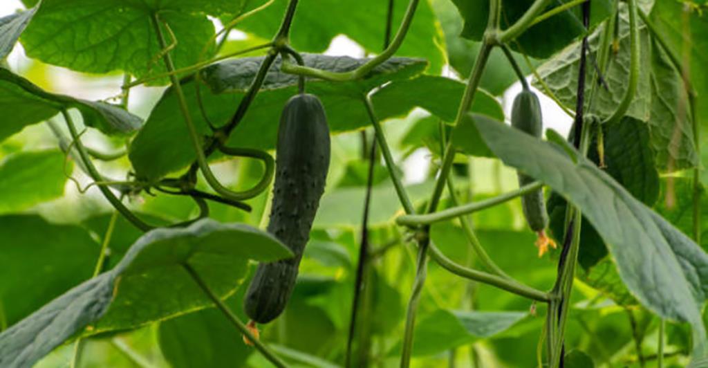 Dark green big Spanish cucumbers growing in greenhouse, ready for harvest