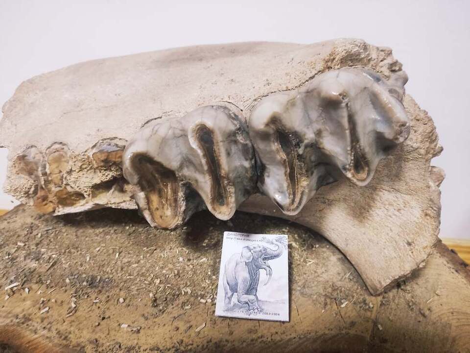 Pasted into У мережі показали ретро-фото знайденого на Тернопільщині диво-звіра (фото)