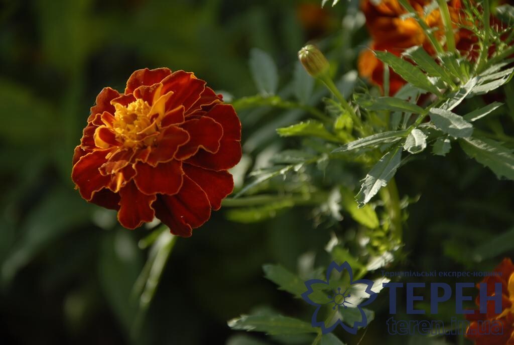 _ORL0040 (Copy)