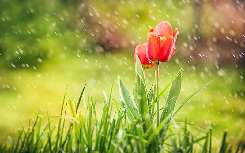 Spring-Tulips-Grass-Rain-Nature-HD-Wallpaper