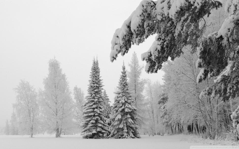 trees-forest-bw-snow-winter-hd-1080P-wallpaper-middle-size