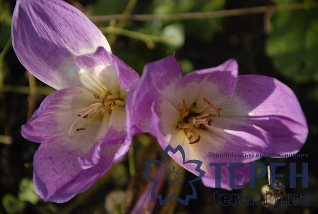 _ORL0011 (Copy)