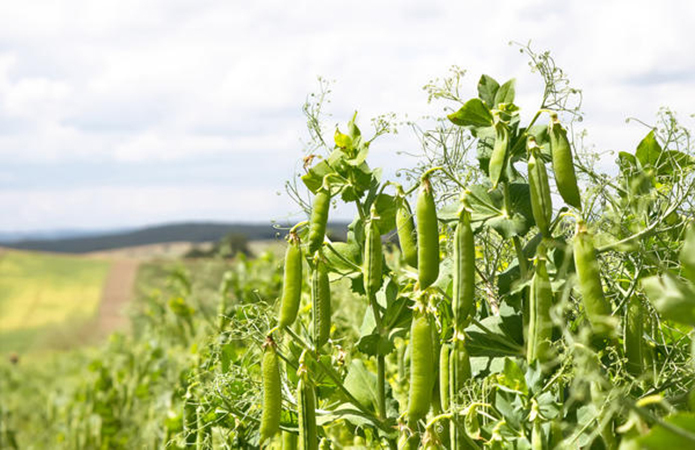 Green pea