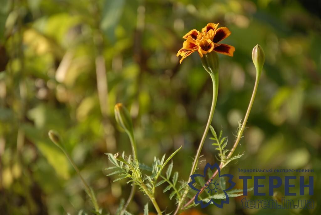 _ORL0029 (Copy)