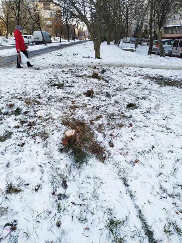 Pasted into «Серце розривається» біля будинку в Тернополі вночі зрубали п’ять ялинок (фото)