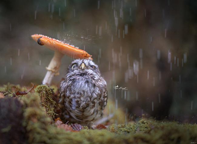 qst5v-owl-hiding-from-rain